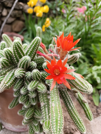 Chamaecereus silvestrii is a species of cactus from northwestern Argentina and Bolivia. It has been called the peanut cactus.の写真素材
