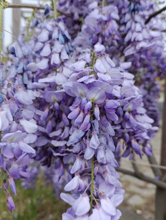 Wisteria sinensis, commonly known as the Chinese wisteria, is a species of flowering plant in the pea family, native to China,の写真素材