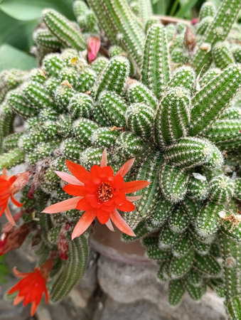 Chamaecereus silvestrii is a species of cactus from northwestern Argentina and Bolivia. It has been called the peanut cactus.の写真素材