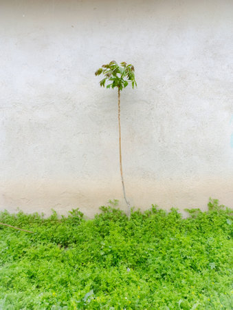 A palm tree stands in front of a white wall.の写真素材