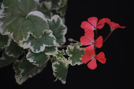 Geranium with pink flowers and variegated leaves against a black background.