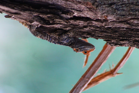 Lizard Camouflage on Tree Barkの写真素材