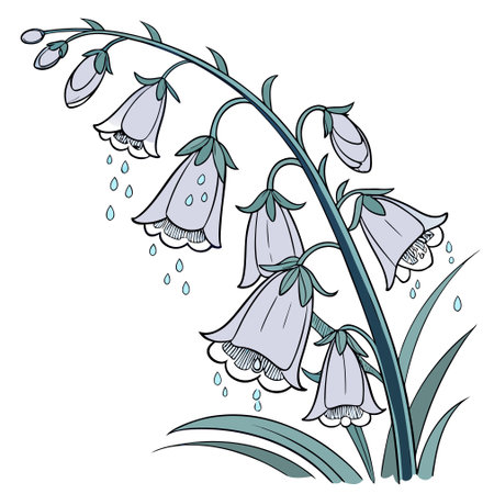 Illustration of bluebells with water drops on white background.のイラスト素材