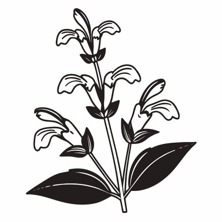 Illustration of black and white salvia officinalis flower.のイラスト素材