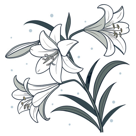 Lily flower, hand drawn vector illustration in a sketch style.のイラスト素材