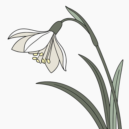 A delicate white daffodil flower vector, captured in a soft lighting style. Beautiful botanical illustration for spring themes and floral arrangements.のイラスト素材