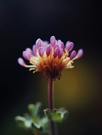 Macro shot of a purple chrysanthemum flower.の素材