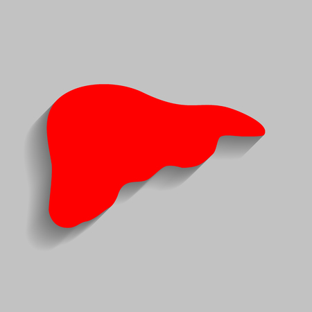 Human anatomy illustration. Liver sign. Vector. Red icon with soft shadow on gray background.のイラスト素材