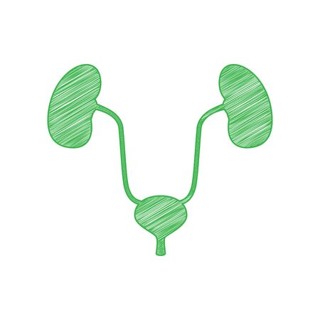 Urogenital system sign. Green scribble Icon with solid contour on white background.のイラスト素材