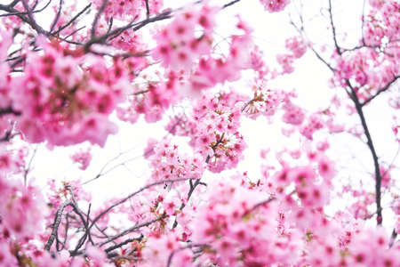 Sakura Spring Tokyo Cherry Blossom