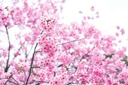 Sakura Spring Tokyo Cherry Blossom