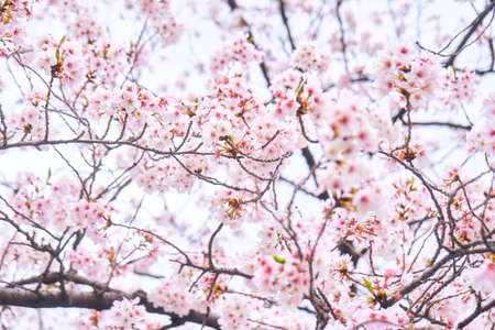 Sakura Spring Tokyo Cherry Blossomの写真素材