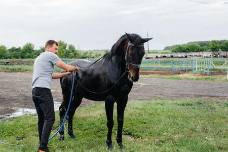 A young man washes a thoroughbred horse with a hose on a summer day at the ranch. Animal husbandry, and horse breedingの写真素材