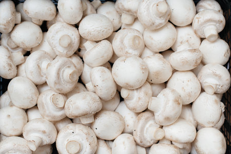 Ripe fresh mushrooms in a box in the warehouse after assembling a close-up.の写真素材