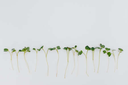 Micro-green sprouts close-up on a white background with free space. Healthy food and lifestyleの写真素材
