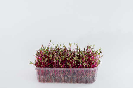 Micro-green beet sprouts close-up on a white background in a pot with soil. Healthy food and lifestyleの写真素材