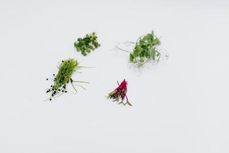 Micro-green sprouts close-up on a white background with free space. Healthy food and lifestyleの写真素材