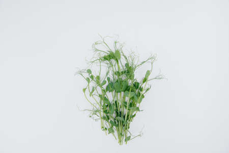 Micro-green sprouts close-up on a white background with free space. Healthy food and lifestyleの写真素材