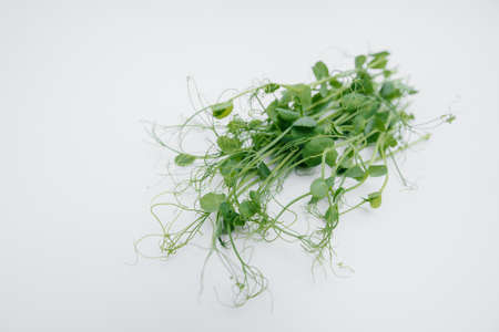 Micro-green sprouts close-up on a white background with free space. Healthy food and lifestyleの写真素材