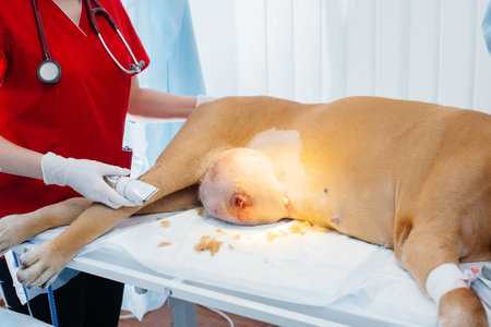 A huge tumor in a large dog, preparing for surgery in a modern operating room