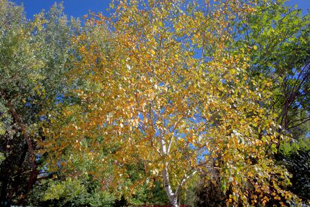 gold autumn withering leaves on tree branches against a blue skyの写真素材