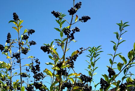 green branches of a bush with black shiny berries stretch to the blue skyの写真素材