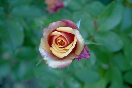 on a summer day, a delicate white-lilac rose blooms on a flower bedの写真素材
