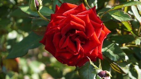 on a summer evening, a red rose blooms beautifully on a flowerbed in the gardenの写真素材