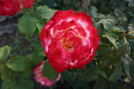 red and white rose budの写真素材