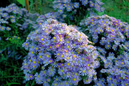 large purple bushes grow September flowers under the evening sunの写真素材