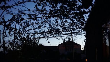 the night sky is visible through the silhouettes of grape leavesの写真素材
