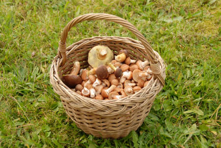 Mushrooms in basket on background of green grassの写真素材