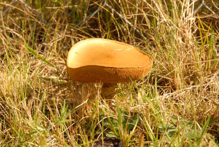 big brown slippery jack in the forest near big city