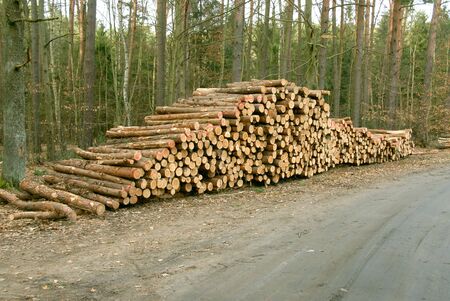 a lot of pile of wood in autumn forest