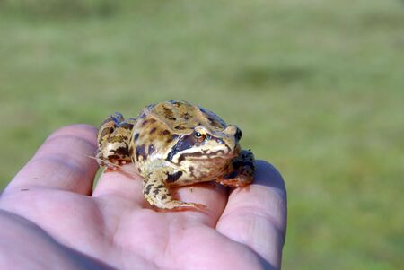 A tiny toad found in a garden sits in my handの写真素材