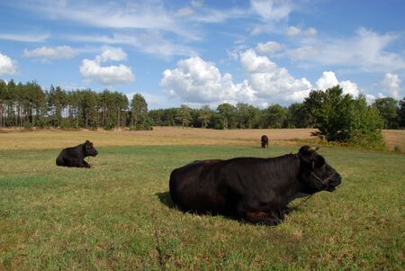 A cow relaxing in the grass on a pasture.の写真素材