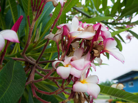 pink Plumeria spp , Common name is Frangipani , Pagoda tree, Temple tree , Family name is Apocynaceaeの写真素材