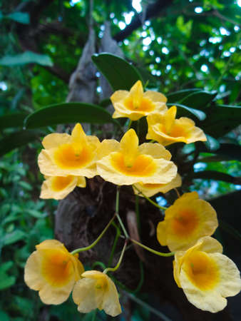 Close up Dendrobium lindleyi Steud (Orchid) ,Bright yellow bouquetの写真素材