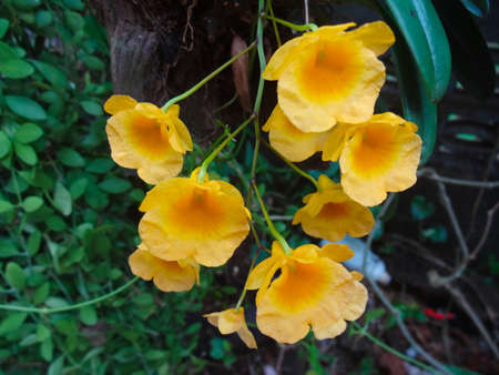 Close up Dendrobium lindleyi Steud (Orchid) ,Bright yellow bouquetの写真素材