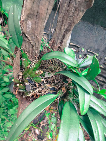 Leaf of Dendrobium lindleyi Steud (Orchid) ,Bright yellow bouquetの写真素材