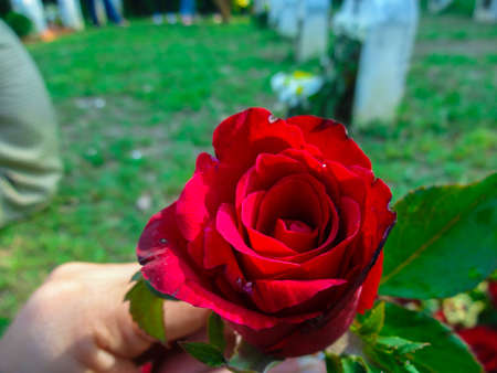 Beautiful red rose flower in cemeteryの写真素材