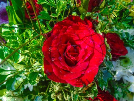 Beautiful red rose flowerの写真素材