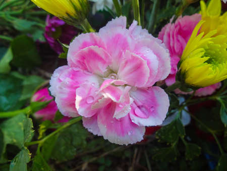 Beautiful pink flower in the gardenの写真素材