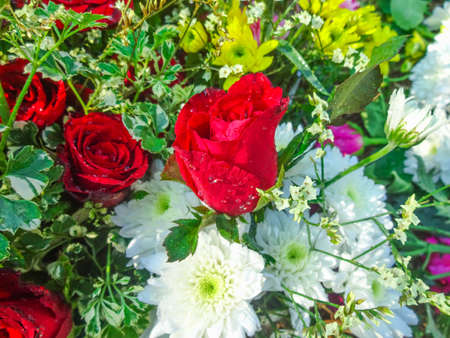 Beautiful red rose flowerの写真素材