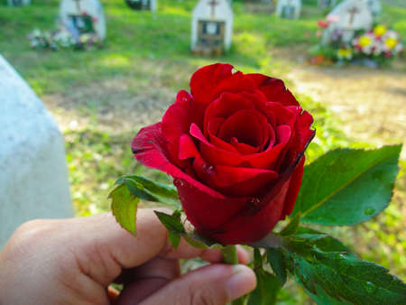 Beautiful red rose flower in cemeteryの写真素材