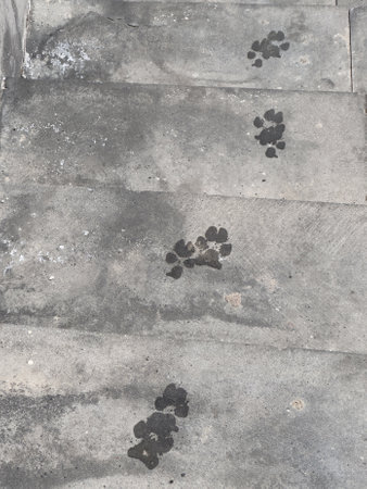 Wet Paw Prints on Concrete Staircase..