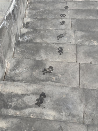 Descending concrete steps with distinct black paw prints, hinting at the passage of a small animal..の写真素材