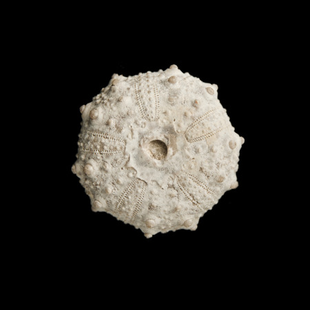 Sea urchin fossil isolated on black background top view. の写真素材