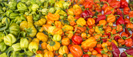 a colorful mix of the hottest chili peppers. Thai chili, habanero, serrano, jalapeno, bhut jolokia, trinidad scorpion, carolina reaper, jamaican yellow, black chiliの写真素材