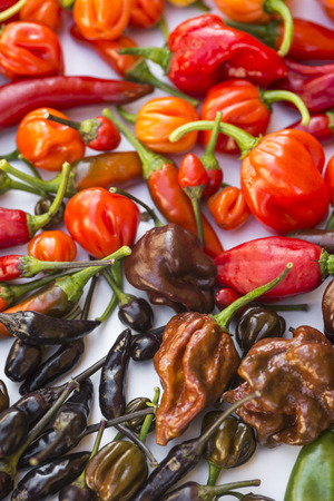 a colorful mix of the hottest chili peppers. Thai chili, habanero, serrano, jalapeno, bhut jolokia, trinidad scorpion, carolina reaper, jamaican yellow, black chiliの写真素材